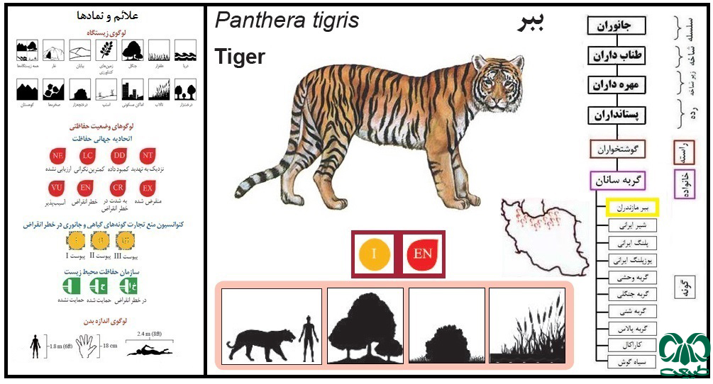 ببر بزرگ‌ترین عضو خانواده گربه‌سانان است.